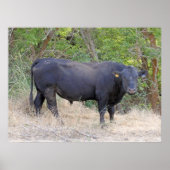 Poster Black Angus Bull (Devant)
