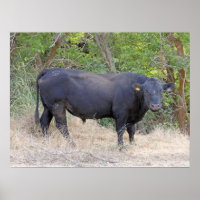 Black Angus Bull