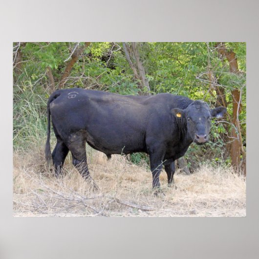 Poster Black Angus Bull (Devant)