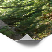 Poster Black Bear at Grand Teton (Coin)