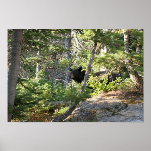 Poster Black Bear at Grand Teton (Devant)