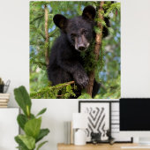 Poster Black Bear Cub Jouer dans les arbres (Bureau à domicile)