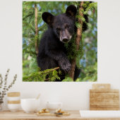 Poster Black Bear Cub Jouer dans les arbres (Cuisine)
