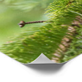 Poster Black Bear Cub Jouer dans les arbres (Coin)