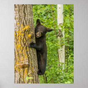 Poster Black Bear Cub Minnesota