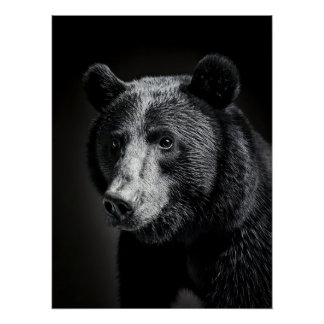 Poster Black Bear in fine art photography