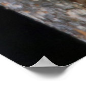 Poster Black Bears Cub Lounge (Coin)