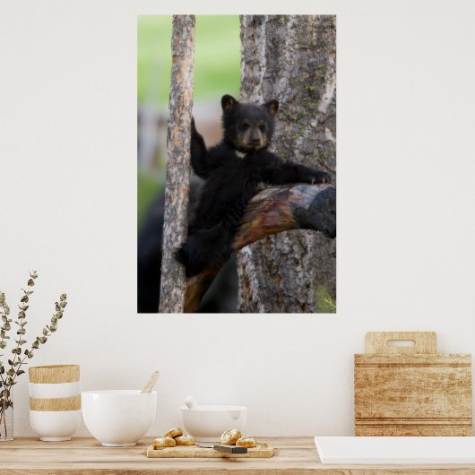 Poster Black Bears Cub Lounge (Cuisine)