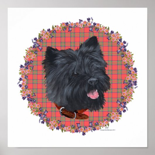 Poster Black Cairn Head Study (Devant)