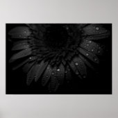 Poster Black Daisy (Devant)