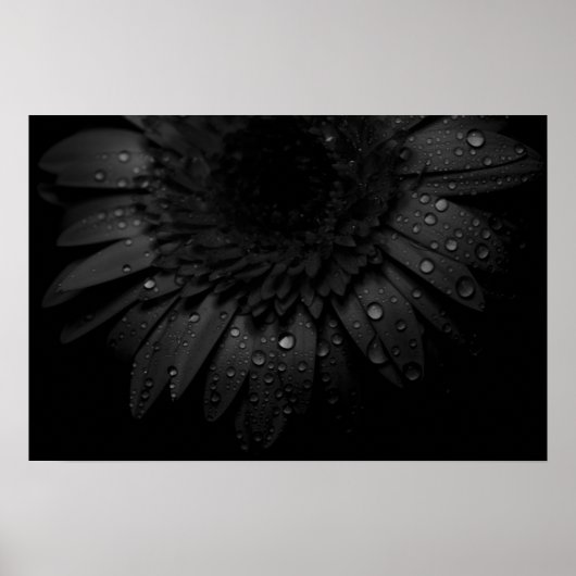 Poster Black Daisy (Devant)