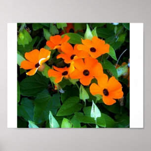 Poster Black Eyed Susan
