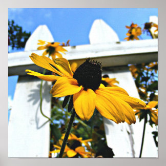 Poster Black Eyed Susan