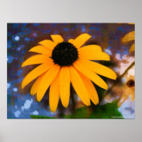 Poster Black Eyed Susan