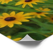 Poster Black Eyed Susan Daisy (Coin)