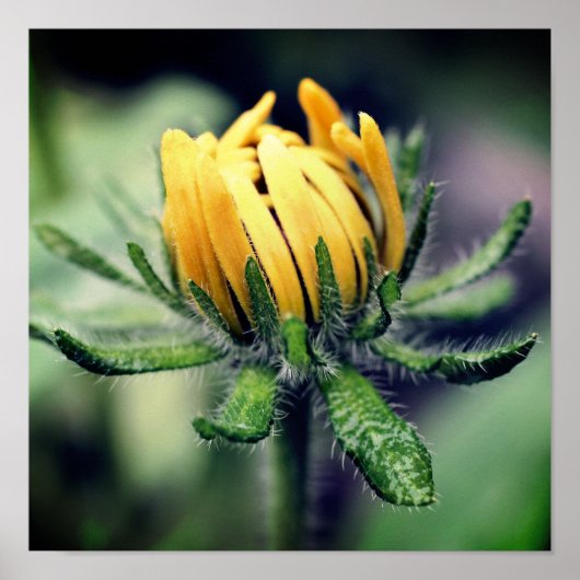 Poster Black Eyed Susan Éveil (Devant)