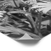 Poster Black Eyed Susan Garden noir blanc (Coin)