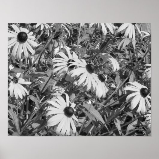 Poster Black Eyed Susan Garden noir blanc (Devant)