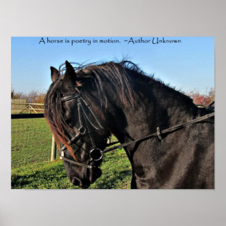 Poster Black Friesian Horse célèbre cheval citation
