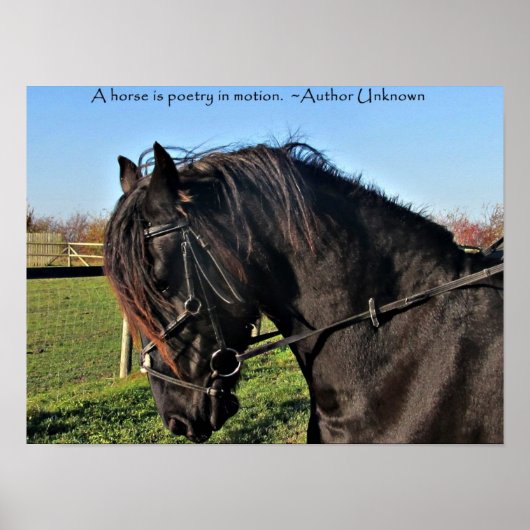 Poster Black Friesian Horse célèbre cheval citation (Devant)