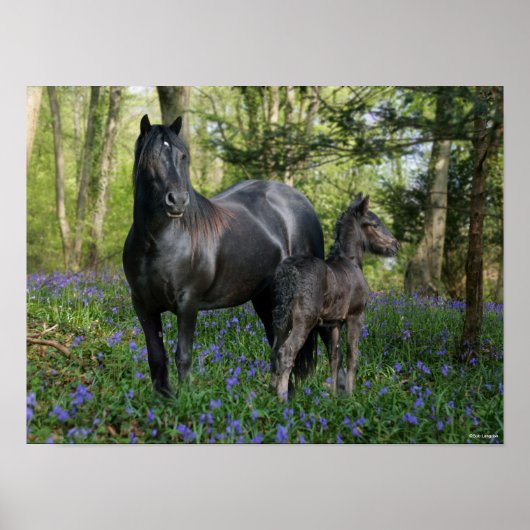 Poster Black Friesian Mare et Foie dans Bluebells (Devant)
