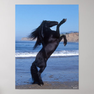 Poster Black Friesian Stallion Rearing On Beach