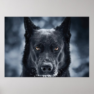 Poster Black German Shepherd
