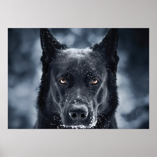 Poster Black German Shepherd (Devant)