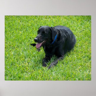 Poster Black Lab— Faire une pause