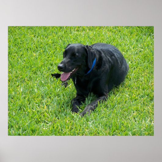 Poster Black Lab— Faire une pause (Devant)