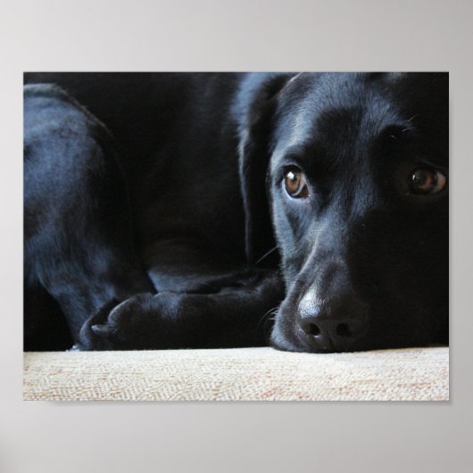 Poster Black Labrador (Devant)