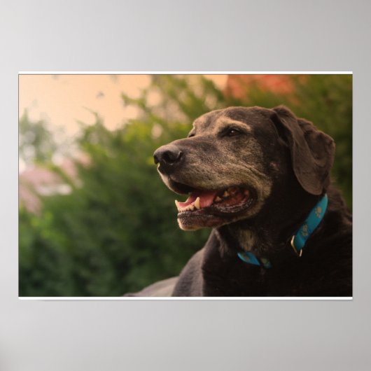 Poster Black Labrador (Devant)