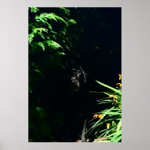 Poster Black Labrador cachette.