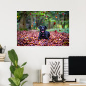 Poster Black Labrador Dans Les Feuilles Automnes (Bureau à domicile)