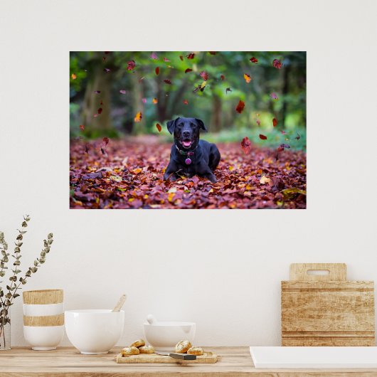 Poster Black Labrador Dans Les Feuilles Automnes (Cuisine)