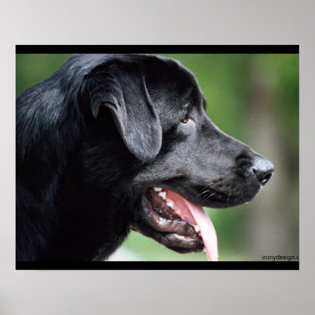 Poster Black Labrador Dog (Devant)