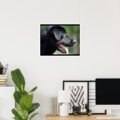 Poster Black Labrador Dog (Home Office)