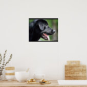 Poster Black Labrador Dog (Kitchen)