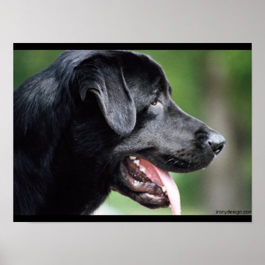 Poster Black Labrador Dog (Devant)