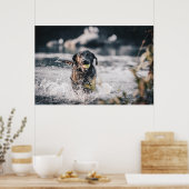 Poster Black Labrador Joue La Récupération Dans L'Eau (Cuisine)