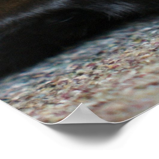 Poster Black Labrador Retriever (Coin)