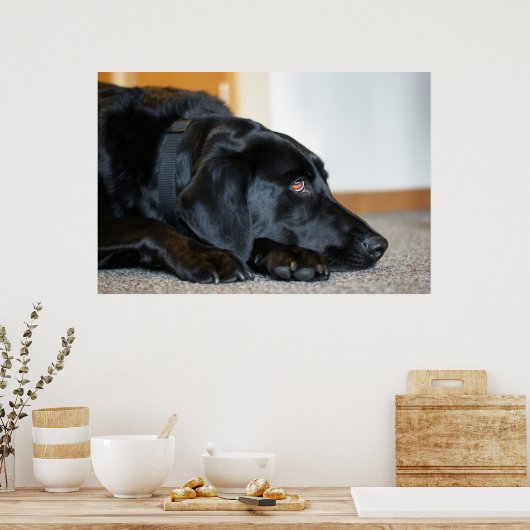 Poster Black Labrador Retriever (Cuisine)