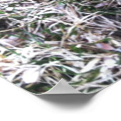 Poster Black Labrador Retriever (Coin)