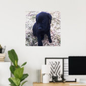 Poster Black Labrador Retriever (Bureau à domicile)
