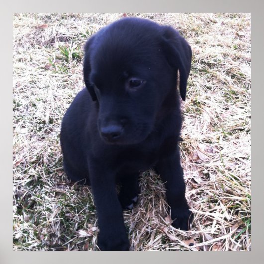 Poster Black Labrador Retriever (Devant)