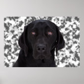 Poster Black Labrador Retriever (Devant)