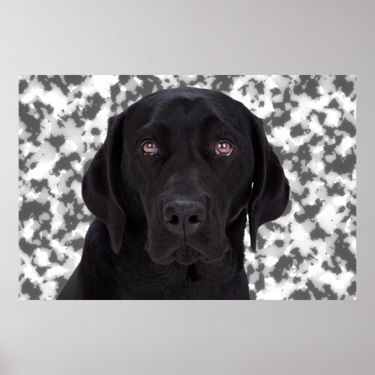 Poster Black Labrador Retriever (Devant)