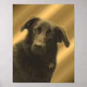 Poster Black Labrador Retriever (Devant)