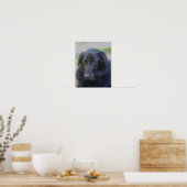 Poster Black Labrador Retriever Expressive Eyes Dog Art (Cuisine)