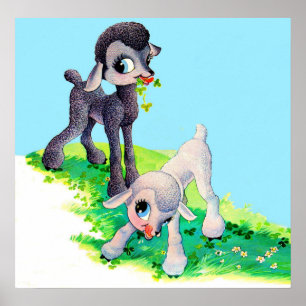 Poster black lamb white lamb